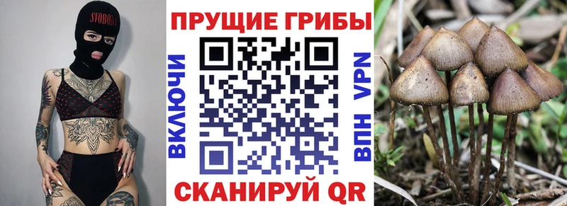 Купить  Назарово  Галлюциногенные грибы Magic Shrooms 